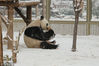 2019年2月14日，济南天空飘着雪花，济南动物园内大熊猫撒欢，吃竹子、玩倒立、雪地打滚......萌态造型吸引众多游客围观。