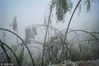 2019年2月16日，安徽安庆，岳西县鹞落坪国家级自然保护区境内出现雾凇景观，处处银装素裹分外美丽。