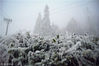 2019年2月16日，安徽安庆，岳西县鹞落坪国家级自然保护区境内出现雾凇景观，处处银装素裹分外美丽。