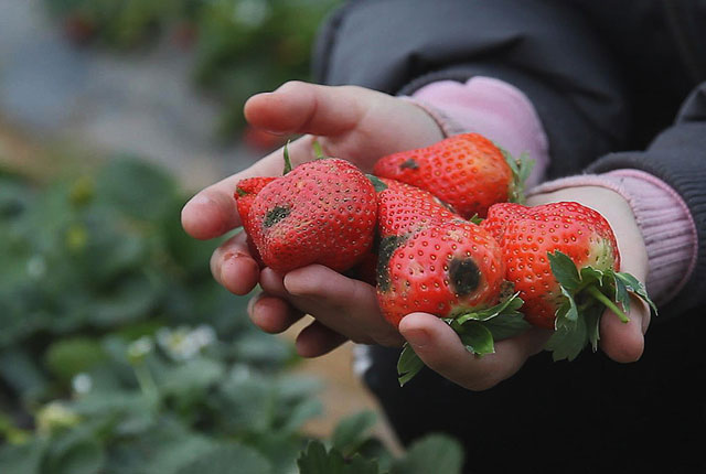 郑州：受大雪影响大批草莓烂在果园 每天倒掉数百斤