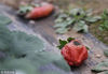 2019年2月16日，位于郑州市大学南路曲梁工业园区南端的一片农庄大棚内，大片红红的草莓还没来得及采摘就烂在了田地中。