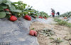 2019年2月16日，位于郑州市大学南路曲梁工业园区南端的一片农庄大棚内，大片红红的草莓还没来得及采摘就烂在了田地中。