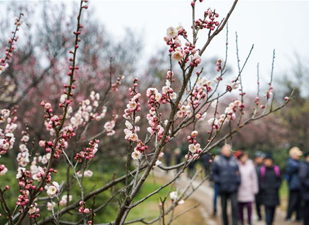 Scenery of plum flowers in China