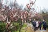 People visit Meihua Mountain in Nanjing, capital of east China's Jiangsu Province, Feb. 16, 2019. Plum flowers blossom as the weather becomes warm. (Xinhua/Li Bo)