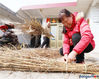 People in Dengzhuang Village, Nanmo Town, Hai'an City are busy with making bunches of stalks, used in the celebration of the upcoming Lantern Festival.
Villages in Hai’an still retain a folk custom of burning bunches of plants bundled together and filled with grass clippings, and reed leaves in the middle near their own fields on the evening of the 15th day of the first lunar month. People will dance and sing by the fire and pray for a bumper harvest.