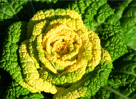 Rose-like Chinese cabbage becomes popular