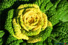 After 12 years of efforts, a team led by Professor Hou Xilin at the College of Horticulture, Nanjing Agricultural University, developed the yellow-green Chinese cabbage, which is smaller in size, rose-shaped and tastes sweet. With 156 mg of vitamin C per 100 grams of fresh weight, it has a high nutritional value and also can withstand low temperatures of minus 9.6 degrees centigrade.Source: jschina.com.cn 