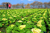 Photo taken on February 17, 2019 shows a new breed of Chinese cabbage at Yuye Vegetables Base in Kunshan City, Jiangsu Province.