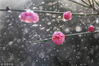 2019年2月2日，江苏淮安，盱眙县都梁公园内的红梅在枝头绽放。