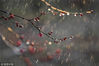 2019年2月2日，江苏淮安，盱眙县都梁公园内的红梅在枝头绽放。