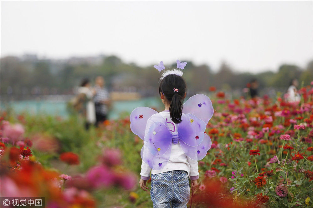 广州:波斯菊盛开 花海一片引游人