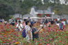 2019年2月16日，广州，海珠湖公园花海盛开，大量市民前往园区赏花拍照。