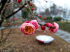2019年2月22日，江苏宿迁。雨水节气刚过，古黄河雄壮公园内红梅花娇艳欲滴分外妖娆。