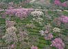 2019年2月23日，在南京梅花山拍摄的梅花。