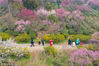 2019年2月23日，游客在南京梅花山赏梅。
