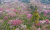 2019年2月23日，在南京梅花山拍摄的梅花。