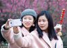 2019年2月23日，游客在南京梅花山拍照。