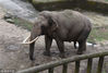 2019年2月23日，杭州动物园里，各种动物也跑到室外享受好天气。大象。