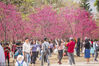2019年2月19日，广州，华南农业大学赏樱盛景。