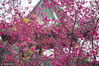 2019年2月19日，广州，华南农业大学赏樱盛景。