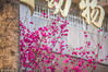 樱花是蔷薇科樱属几种植物的统称，在《中国植物志》新修订的名称中专指“东京樱花”，亦称“日本樱花”。樱花品种相当繁多，数目超过三百种以上，全世界共有野生樱花约150种，中国有50多种。