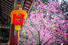 2019年2月19日，广州。这个春节假期，华南农业大学的樱花刷爆了朋友圈，赏樱盛景至今仍在持续。游客暴增的同时也带来了校内如厕难、预约进校名额爆满等问题。陈小铁/视觉中国