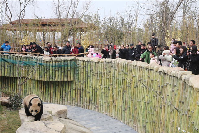 江苏南通：“大熊猫兄妹”大年初一正式亮相 吸引游客围观