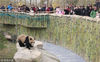 2019年2月5日，当日是大年初一，入住江苏南通森林野生动物园的大熊猫兄妹“星辉”和“星繁”正式亮相，受到众多游客的追捧。据悉，成都大熊猫繁育研究基地经过验收，孪生熊猫兄妹“星辉”和“星繁”于2019年1月22日“飞抵”南通，为期5年的科普教育活动将在森林野生动物园举行。