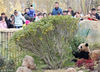 2019年2月5日，当日是大年初一，入住江苏南通森林野生动物园的大熊猫兄妹“星辉”和“星繁”正式亮相，受到众多游客的追捧。据悉，成都大熊猫繁育研究基地经过验收，孪生熊猫兄妹“星辉”和“星繁”于2019年1月22日“飞抵”南通，为期5年的科普教育活动将在森林野生动物园举行。