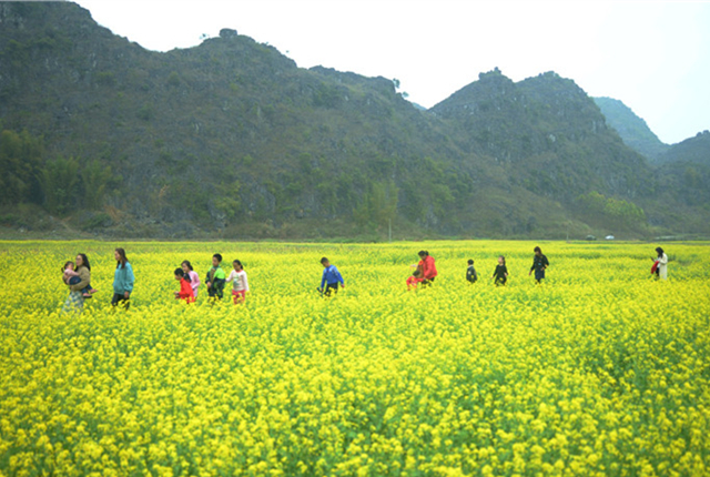 广西来宾：新春油菜花开美如画 游客赏花游玩感受春天气息