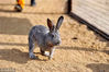 2019年2月7日，山东青岛森林野生动物世界，兔子在参加动物萌宠巡游。