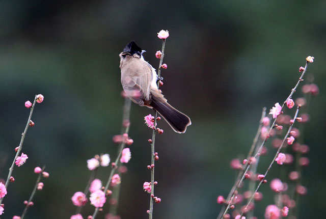 安徽黄山：梅开时节鸟“闹”春