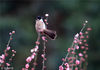 2019年2月8日，安徽黄山金佛山生态公园内，一只小鸟在梅树丛中“闹”春“戏”花。