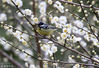 2019年2月8日，安徽黄山金佛山生态公园内，一只小鸟在梅树丛中“闹”春“戏”花。