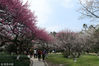 2019年3月10日，杭州植物园，随着连绵阴雨远去，杭城放晴天气回暖，数万株梅花竞相开放，迎来了开花的全盛期，白如云红如霞美不胜收，吸引游客踏足赏梅流连忘返。