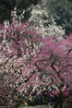 2019年3月10日，杭州植物园，随着连绵阴雨远去，杭城放晴天气回暖，数万株梅花竞相开放，迎来了开花的全盛期，白如云红如霞美不胜收，吸引游客踏足赏梅流连忘返。