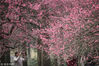 2019年3月10日，杭州植物园，随着连绵阴雨远去，杭城放晴天气回暖，数万株梅花竞相开放，迎来了开花的全盛期，白如云红如霞美不胜收，吸引游客踏足赏梅流连忘返。ming月清风/视觉中国