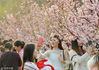 2019年3月10日，武汉大学校园里，早樱和梅花迎春绽放，吸引不少市民前来赏游。
