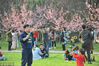 2019年3月10日，武汉大学校园里，早樱和梅花迎春绽放，吸引不少市民前来赏游。