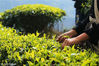 2019年3月9日，云南普洱，营盘山茶园是云南省内最大的连片万亩栽培茶园，位于普洱市东南方向，初春时节，茶园内烟雨缭绕，满目青翠。