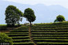 2019年3月9日，云南普洱，营盘山茶园是云南省内最大的连片万亩栽培茶园，位于普洱市东南方向，初春时节，茶园内烟雨缭绕，满目青翠。