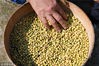 2019年3月11日，在贵州省榕江县朗洞镇色边村，侗族妇女石庆芝在选黄豆制作豆染防染剂。