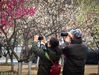 2019年3月10日，江苏镇江。江苏大学梅花园里梅花盛开，不少师生、市民前来观赏拍照。