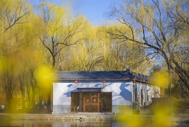 北京：早春圆明园花枝摇曳风景如画