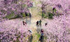 2019年3月14日，随着气温回升，南京中山植物园樱花绽放，美不胜收，游人徜徉其中，仿佛置身粉色仙境。