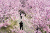2019年3月14日，随着气温回升，南京中山植物园樱花绽放，美不胜收，游人徜徉其中，仿佛置身粉色仙境。