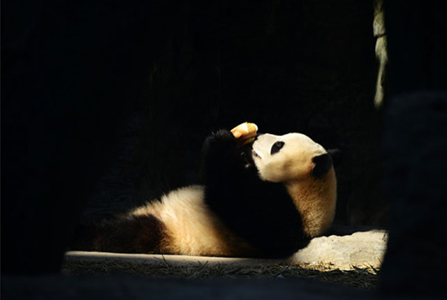 北京：大熊猫吃到撑 “滚滚”们个个都变得好吃懒“坐”