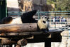 2019年3月16日，北京动物园大熊猫馆，大熊猫“滚滚”们懒洋洋地坐在或躺在地上美滋滋的吃着竹子，一幅好吃懒“坐”、悠然自得的样子。