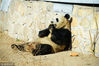 2019年3月16日，北京动物园大熊猫馆，大熊猫“滚滚”们懒洋洋地坐在或躺在地上美滋滋的吃着竹子，一幅好吃懒“坐”、悠然自得的样子。