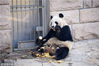 2019年3月16日，北京动物园大熊猫馆，大熊猫“滚滚”们懒洋洋地坐在或躺在地上美滋滋的吃着竹子，一幅好吃懒“坐”、悠然自得的样子。樊甲山/视觉中国